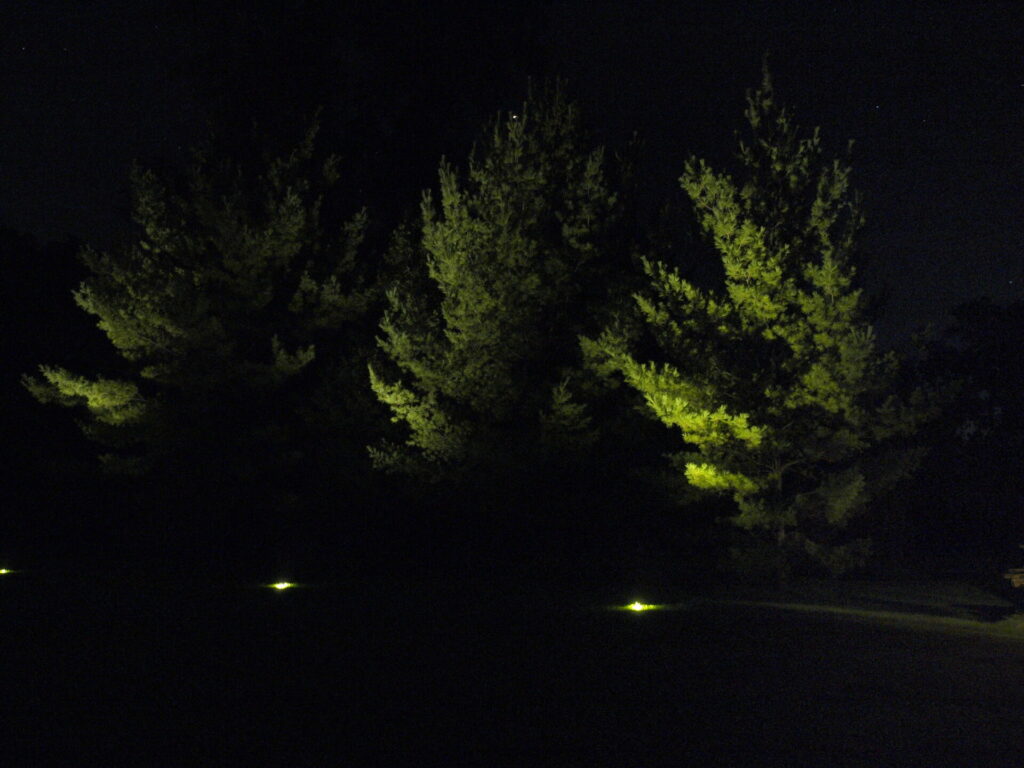Trees lit up at night.