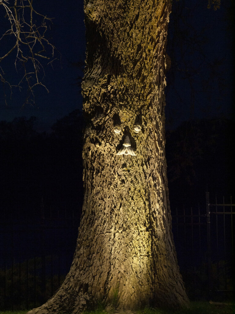 A tree trunk with a face on it lit up at night.