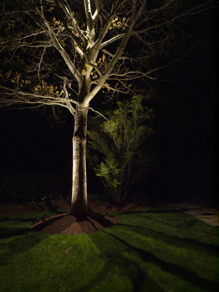 A tree is lit up at night in a yard.