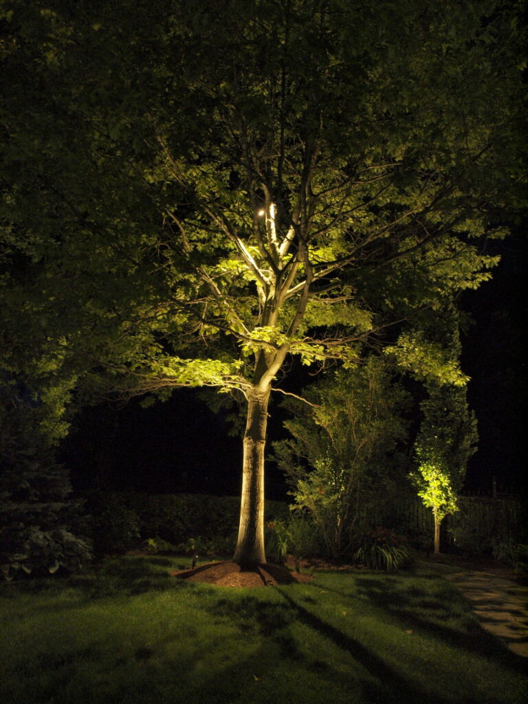 A tree is lit up at night with outdoor lighting.