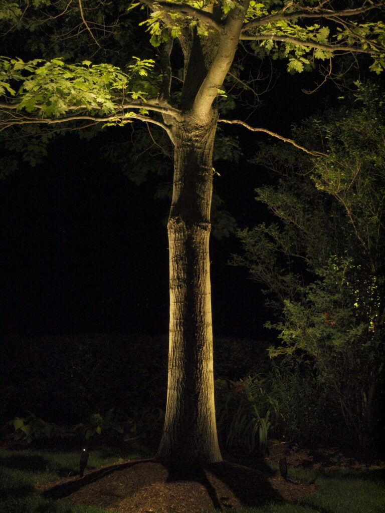 A tree is lit up at night.
