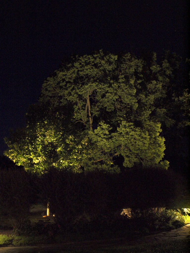 A green tree in the middle of a dark night lit up by outdoor lighting.