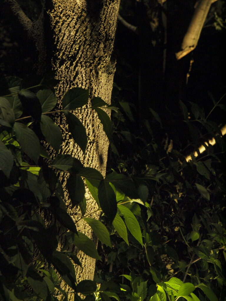 A tree lit up at night.
