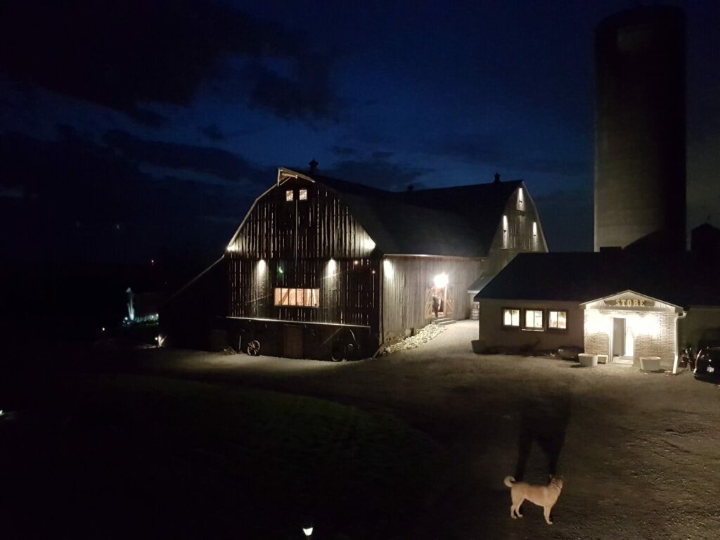 A dog standing in front of a barn and a store lit up at night.