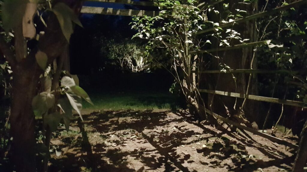 A night shot of a garden at night.