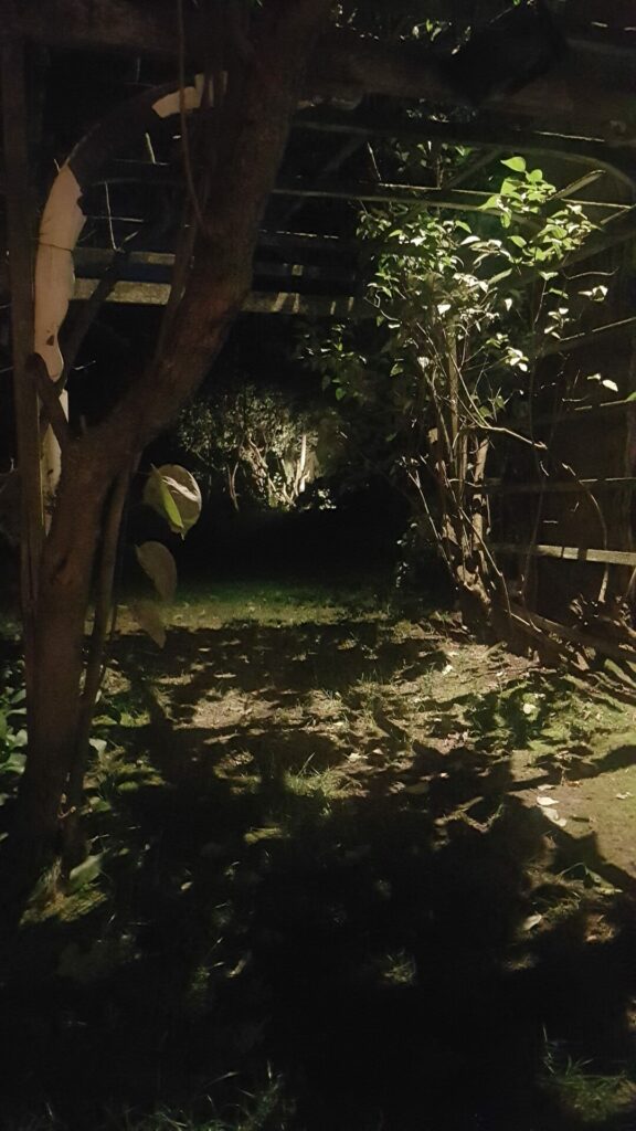 A garden lit up at night with trees and bushes.