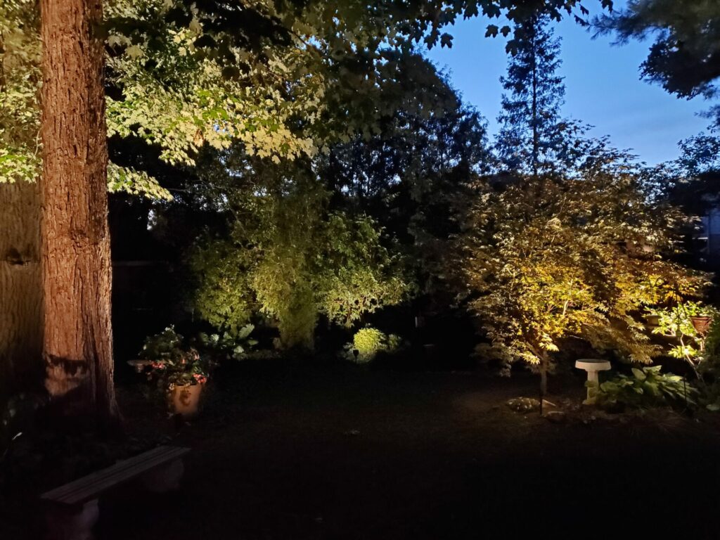 Trees and shrubs lit up at night.