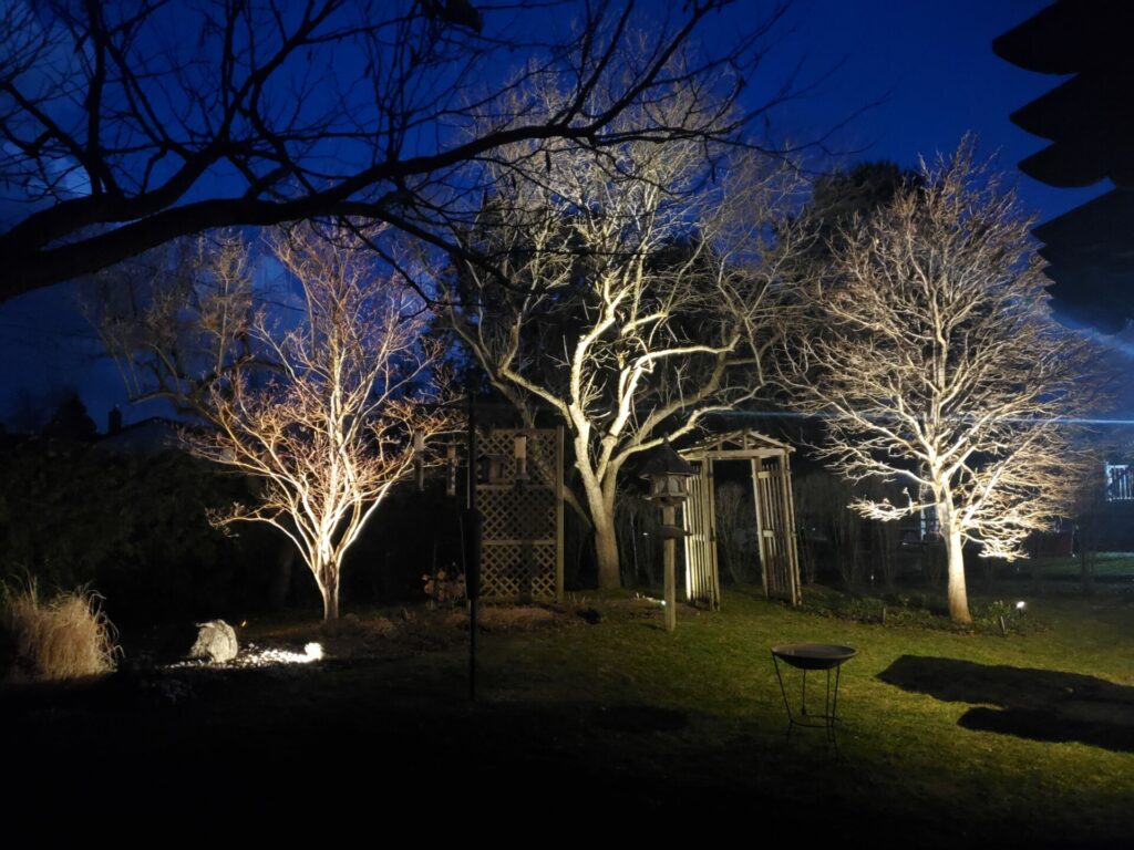 A yard with trees lit up at night.