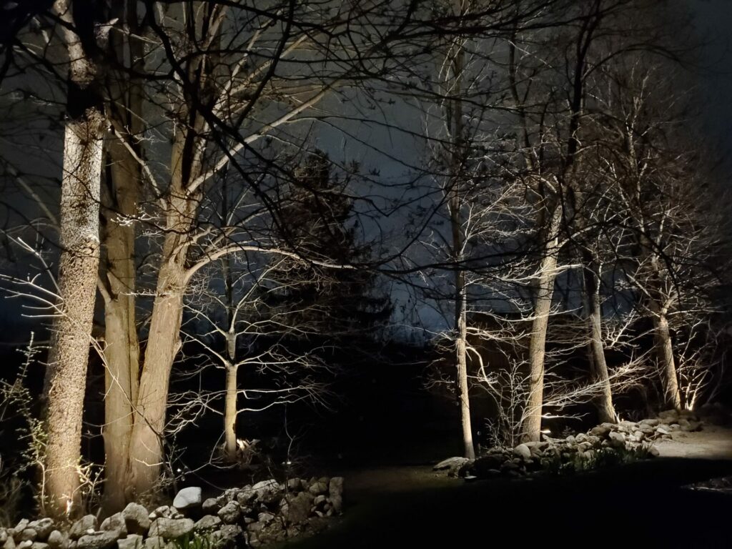 Trees with no leaves lit up at night.