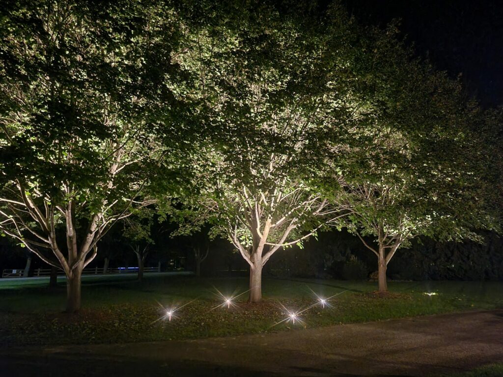 Three large trees lit up at night.