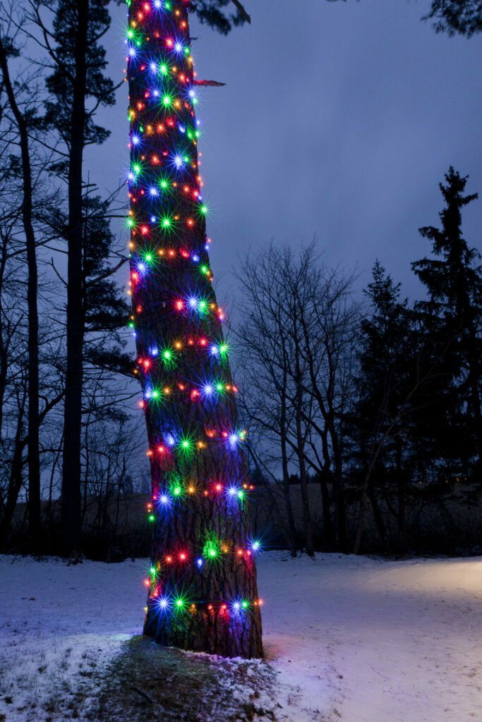 A tall tree is lit up with multi-coloured Christmas lights.