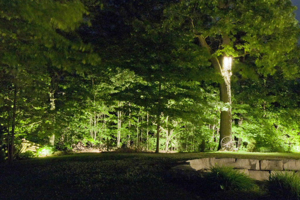 Many trees lit up at night in a wooded area.