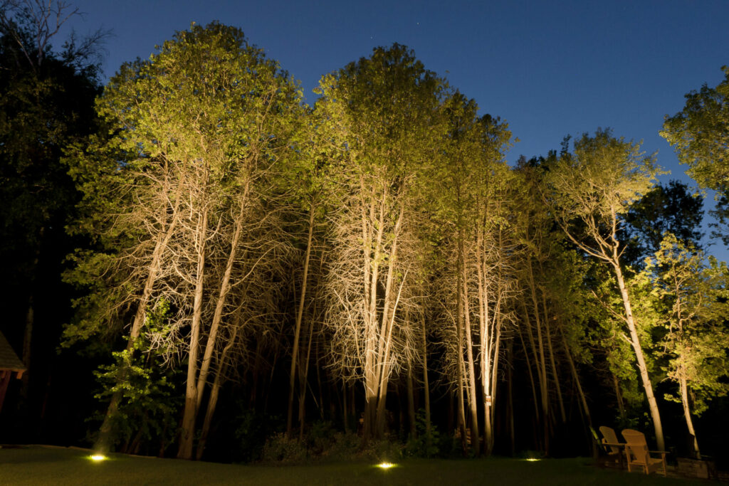 Tall trees lit up at night.