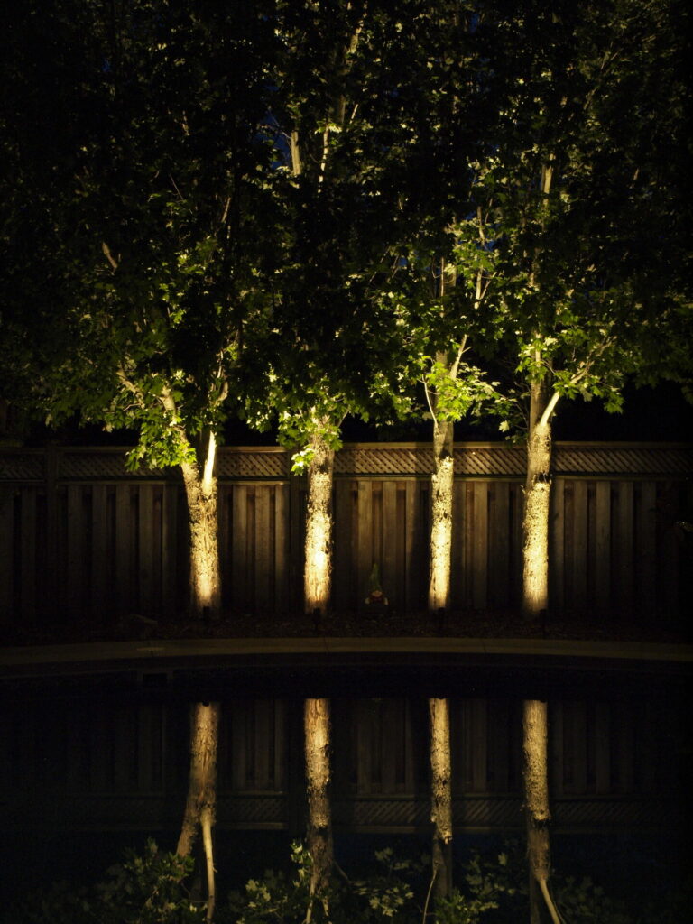 Four trees are lit up at night.