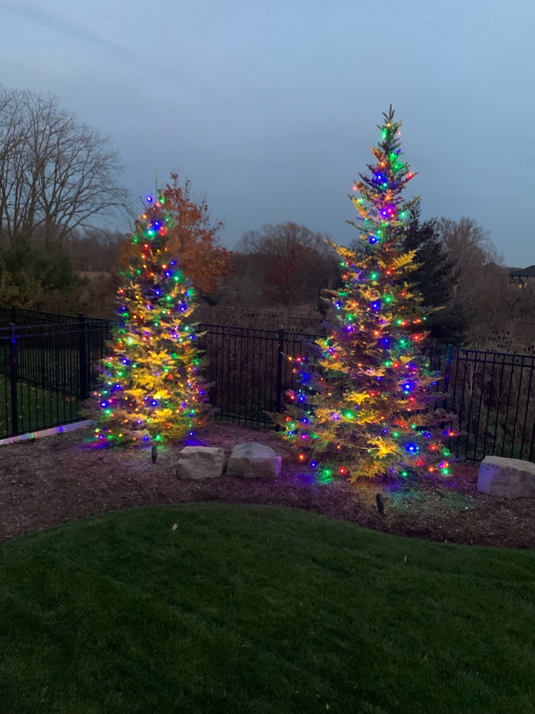 Two Christmas trees in a yard with lights on them.