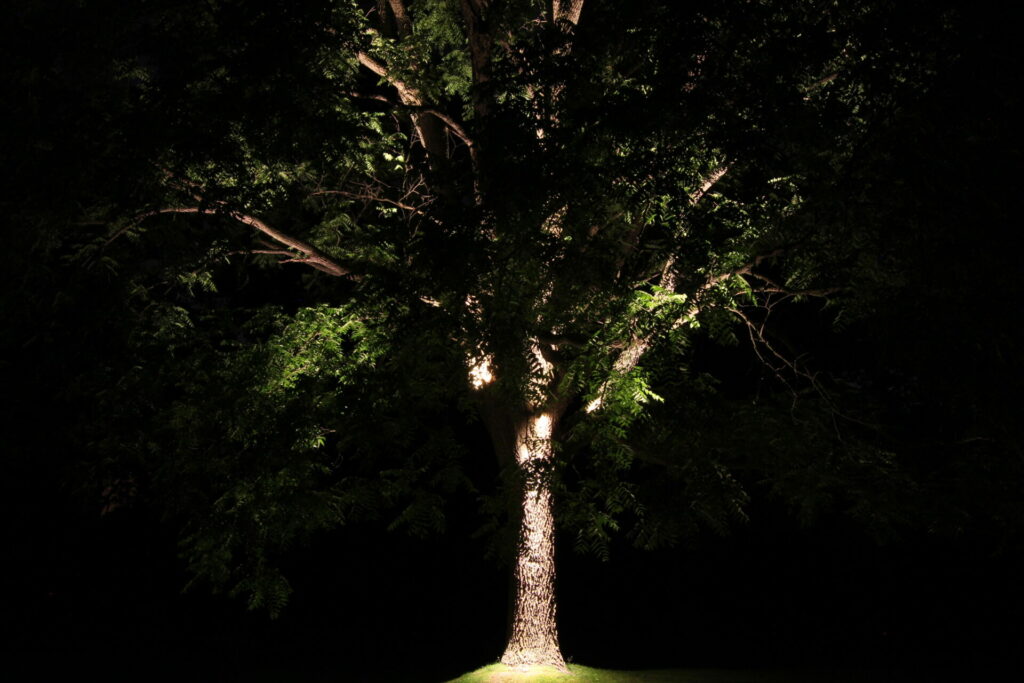 A tree is lit up at night in a grassy area.