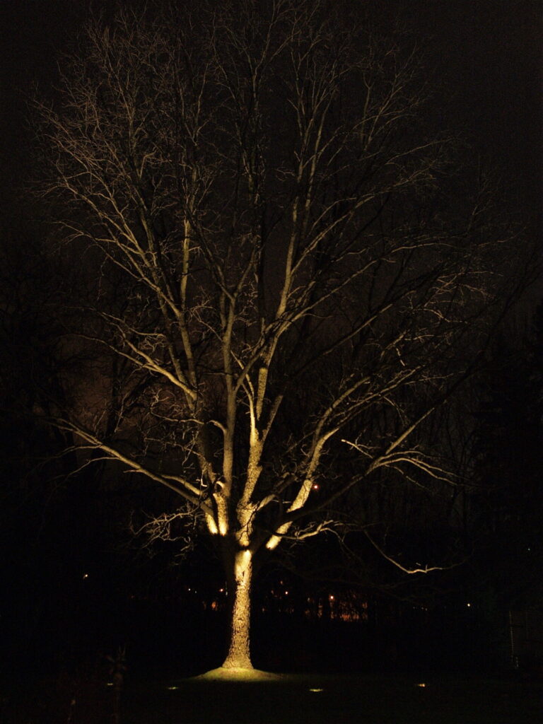 A tree lit up at night.