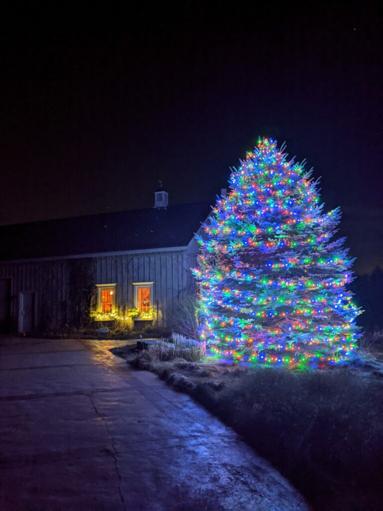 A tree with brightly coloured Christmas lights outside with a building in the background.