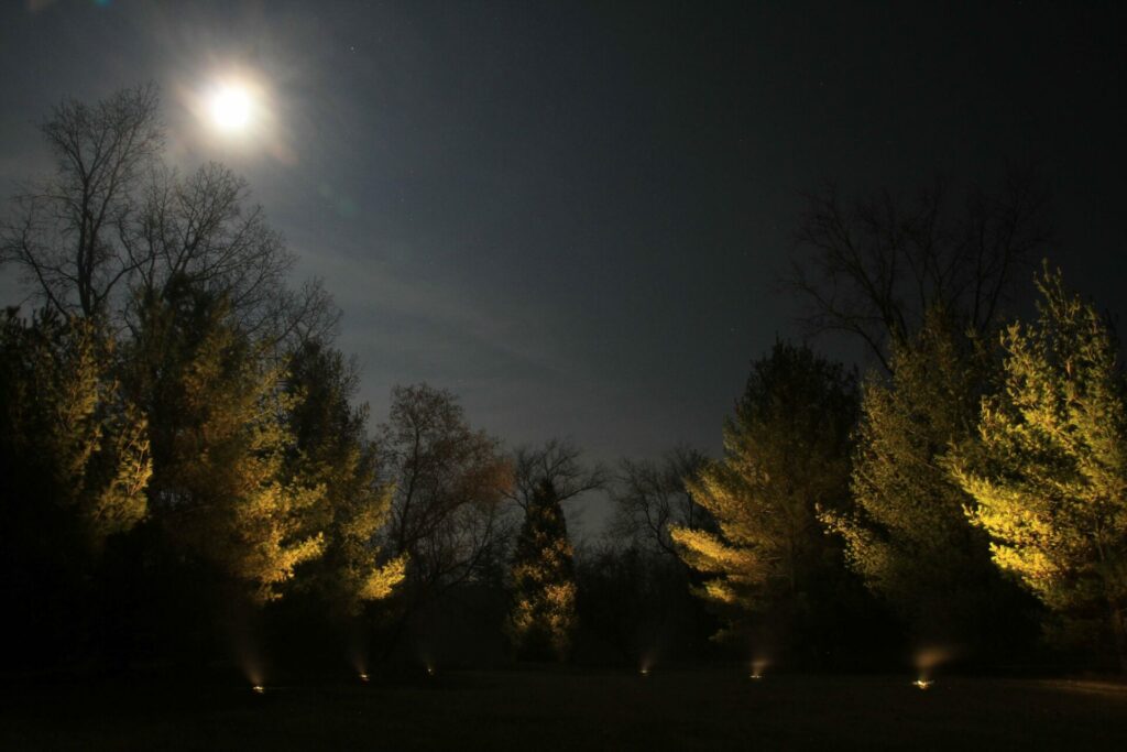 The moon and outdoor lighting lights up a field of trees at night.