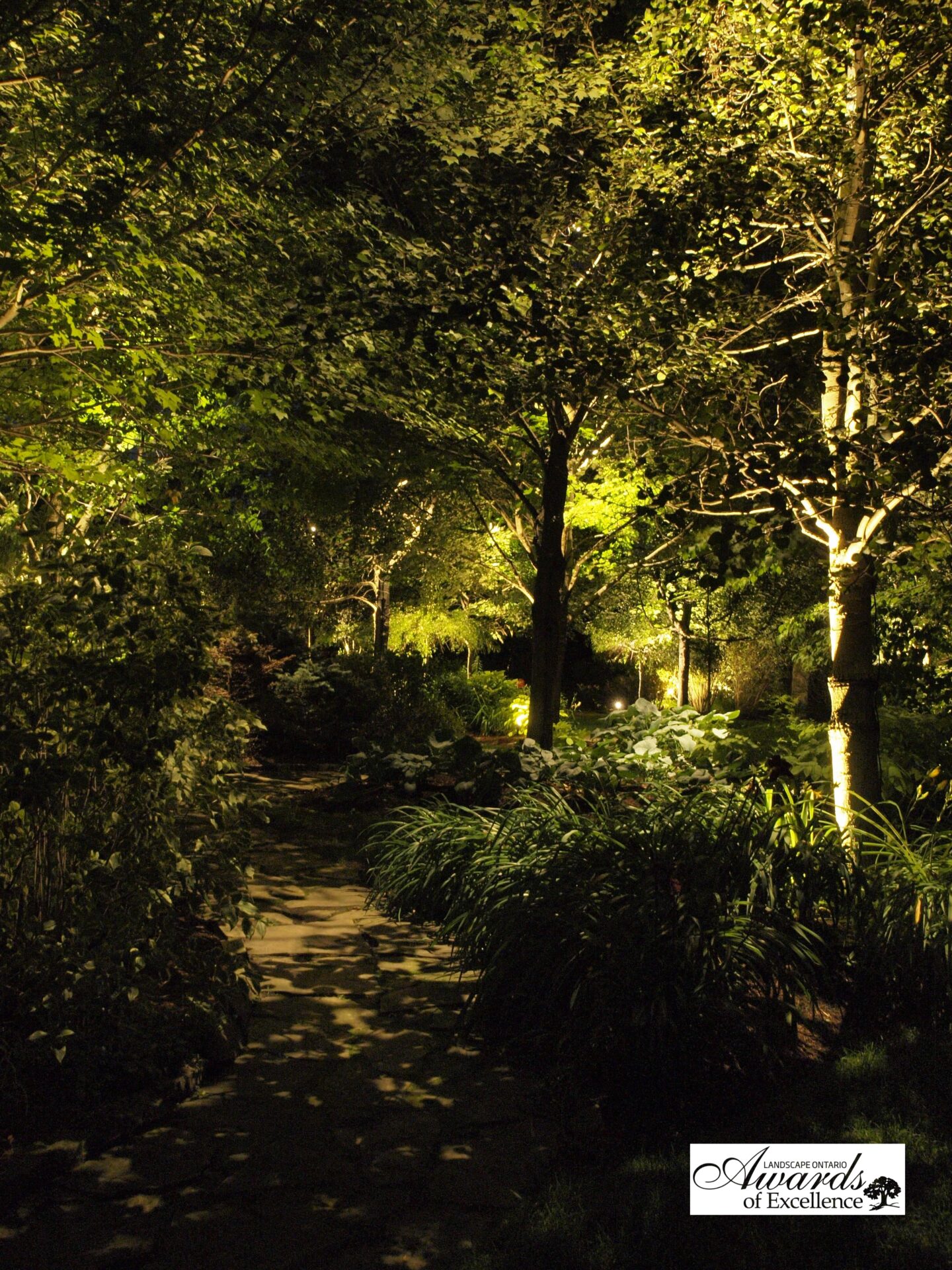 A path in a wooded area is lit up at night.